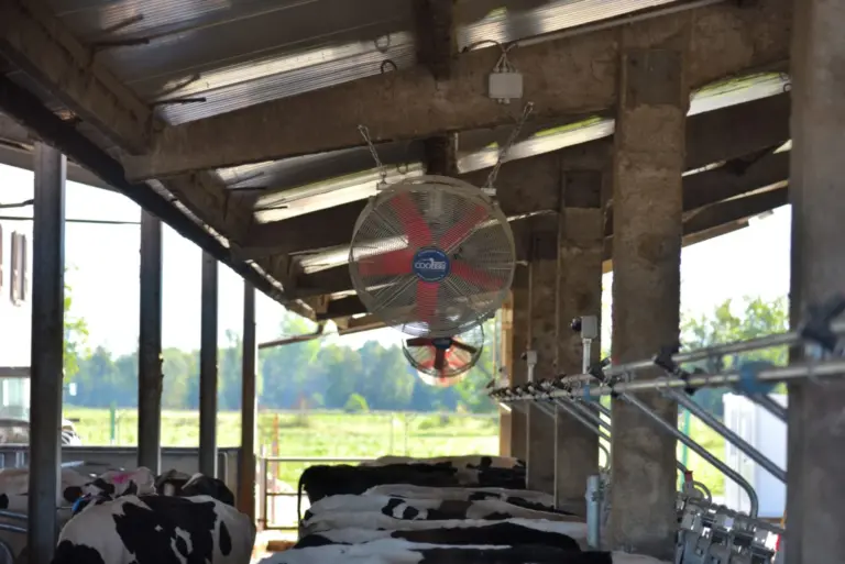 Ventilátory Coolibri nad krmným stolem
